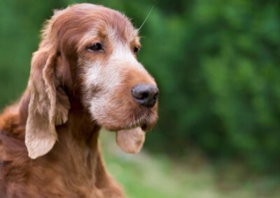 Brown dog in green field