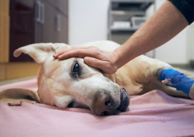 Injured dog with hand resting