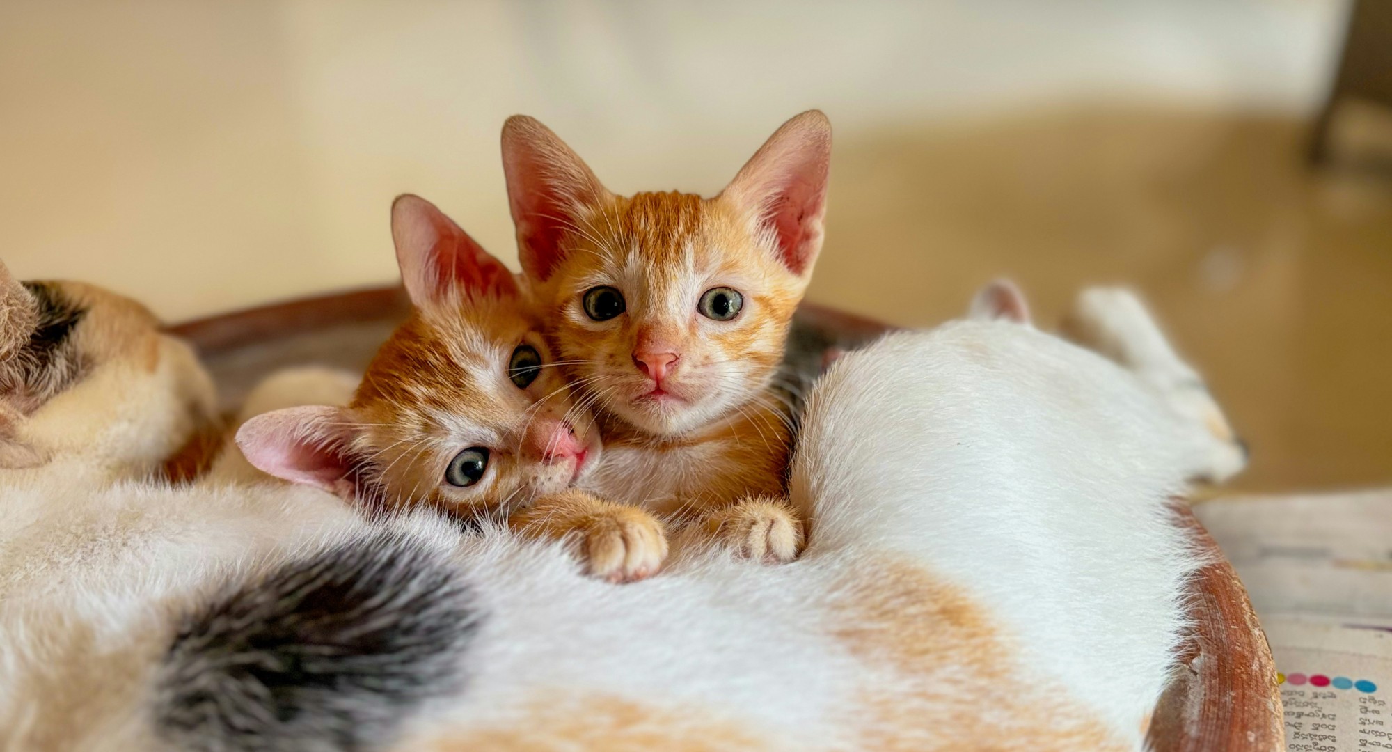 kitten sitting and looking