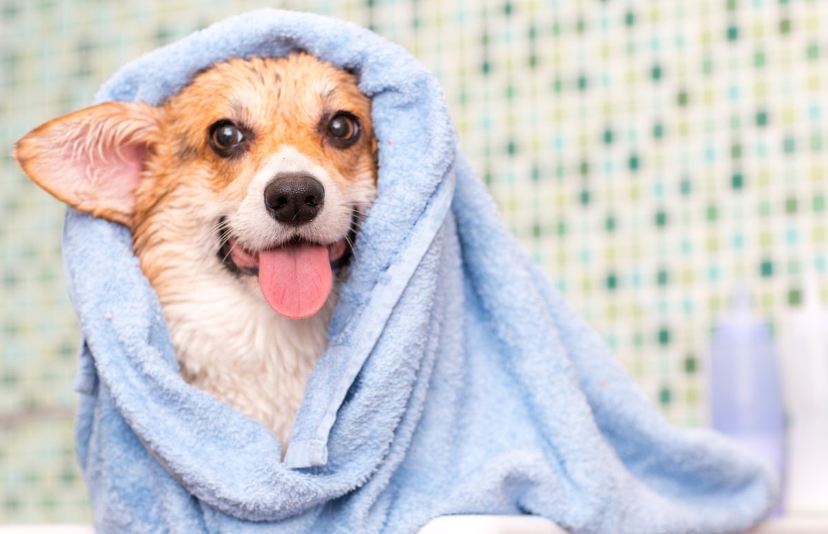 A dog wrapped in a towel sits in a bathtub
